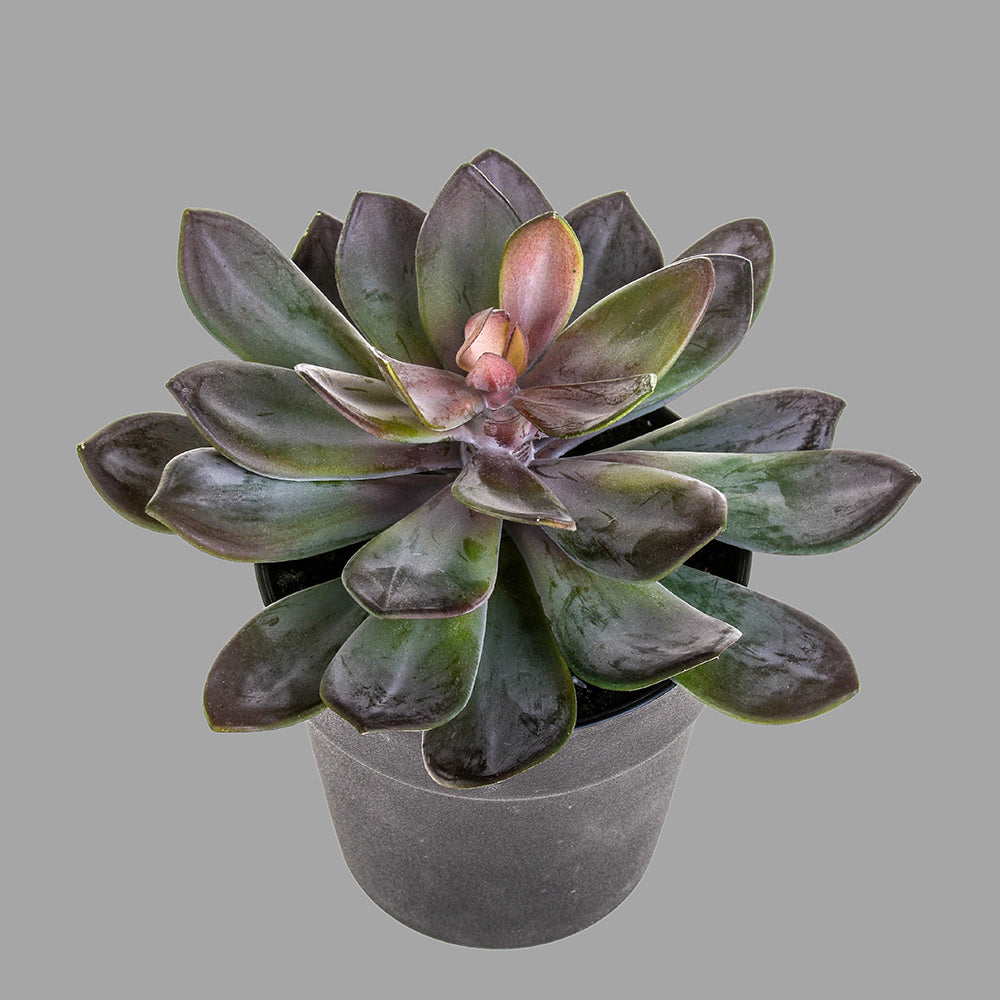 Kövirózsa műnövény cserépben Ø 22 x 20 cm lilászöld "Succulent"