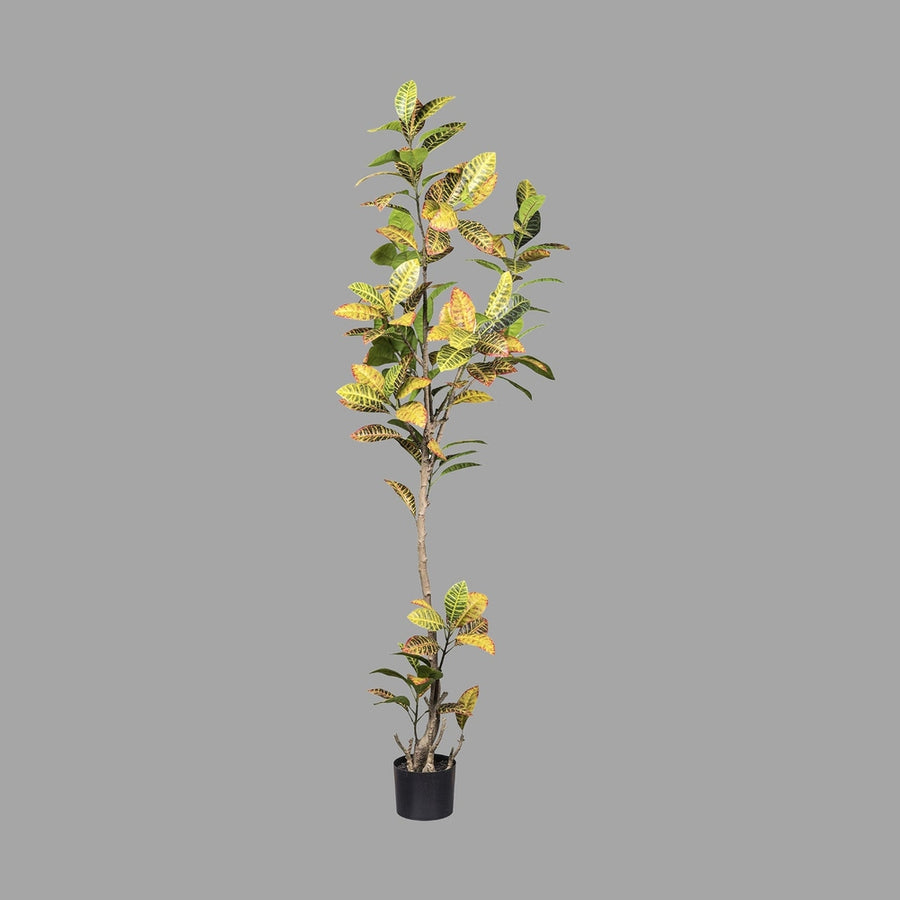 Kroton műnővény, fekete műanyag kaspóban.