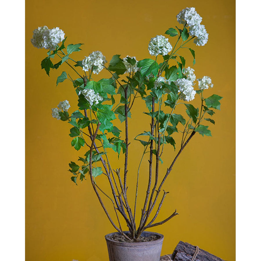 Krémszínű mű labdarózsa bokor, antikolt felületű kerámia kaspóban.