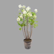 Krémszínű mű labdarózsa bokor, antikolt felületű kerámia kaspóban.