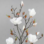 Krémszínű magnólia művirág, nyílt, bimbós és rügyező virágokkal.