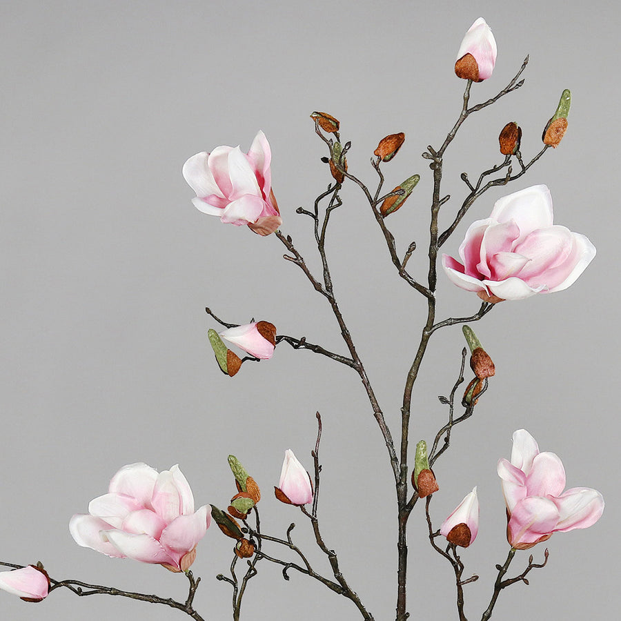 Halvány rózsaszín színű magnólia művirág, nyílt, bimbós és rügyező virágokkal.