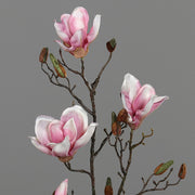 Halvány rózsaszín színű magnólia művirág, nyílt, bimbós és rügyező virágokkal.