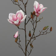 Halvány rózsaszín színű magnólia művirág, nyílt, bimbós és rügyező virágokkal.