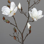 Krémszínű magnólia művirág, nyílt, bimbós és rügyező virágokkal.