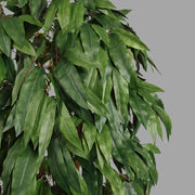 Cserepes mangófa műnövény.