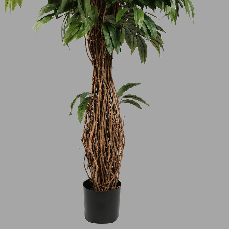 Cserepes mangófa műnövény.