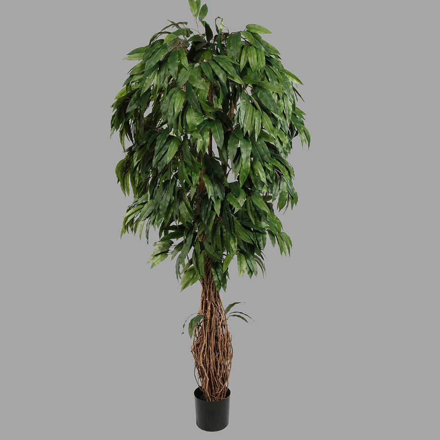 Cserepes mangófa műnövény.