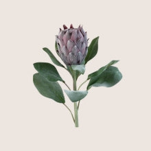 Mű Protea