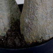 Vadkakaó fa műnövény, fekete színű műanyag cserépben.