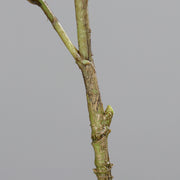 Virágzó mű cseresznyefa ág, halvány rózsaszín színű nyílt és bimbós virágokkal .