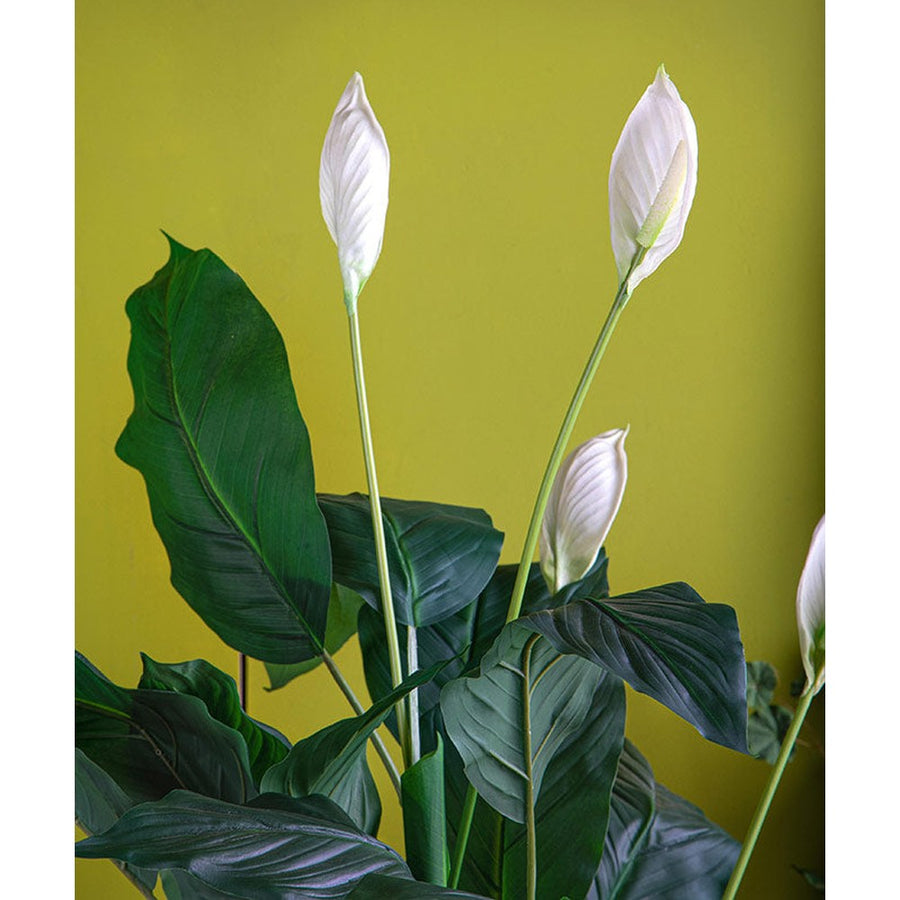 Krémszínű mű vitorlavirág, fekete műanyag cserépben.