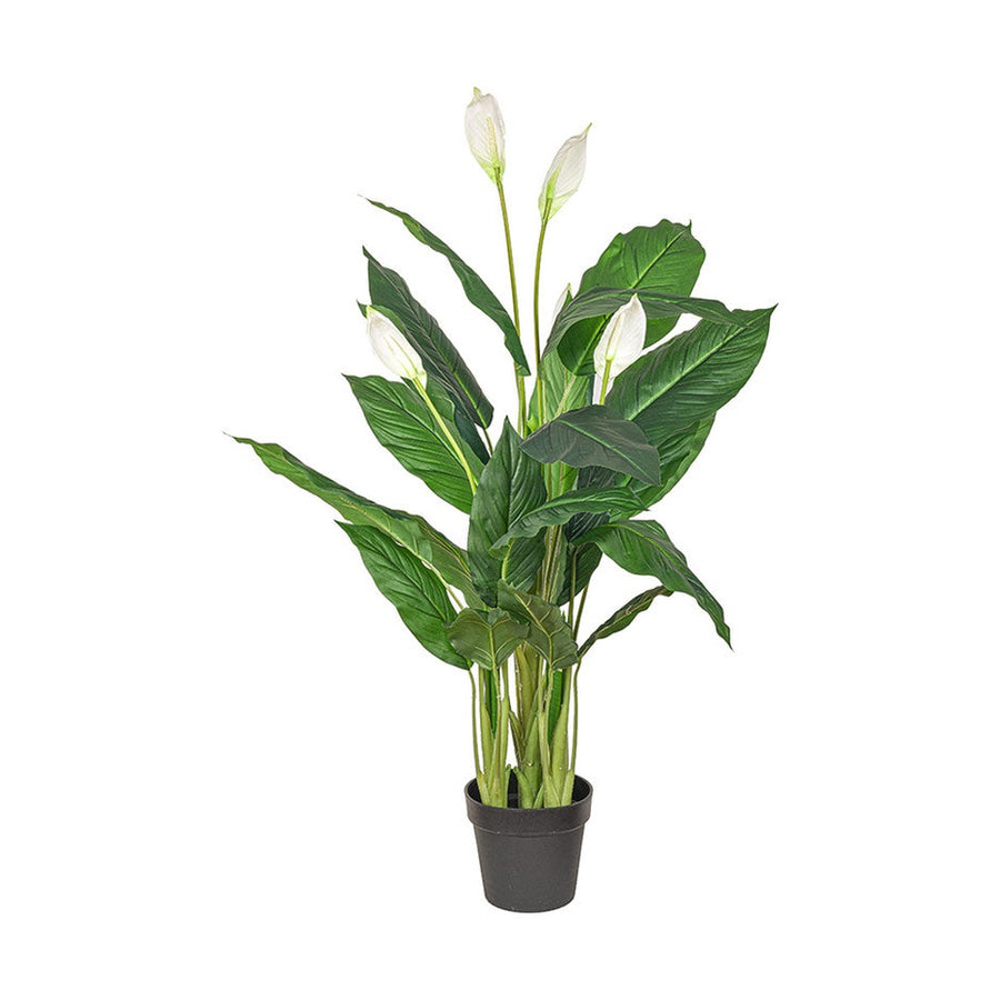 Krémszínű mű vitorlavirág, fekete műanyag cserépben.