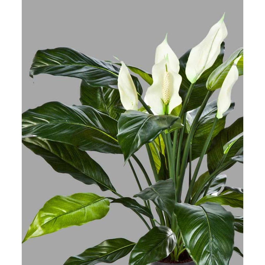 Krémszínű mű vitorlavirág, fekete műanyag cserépben.