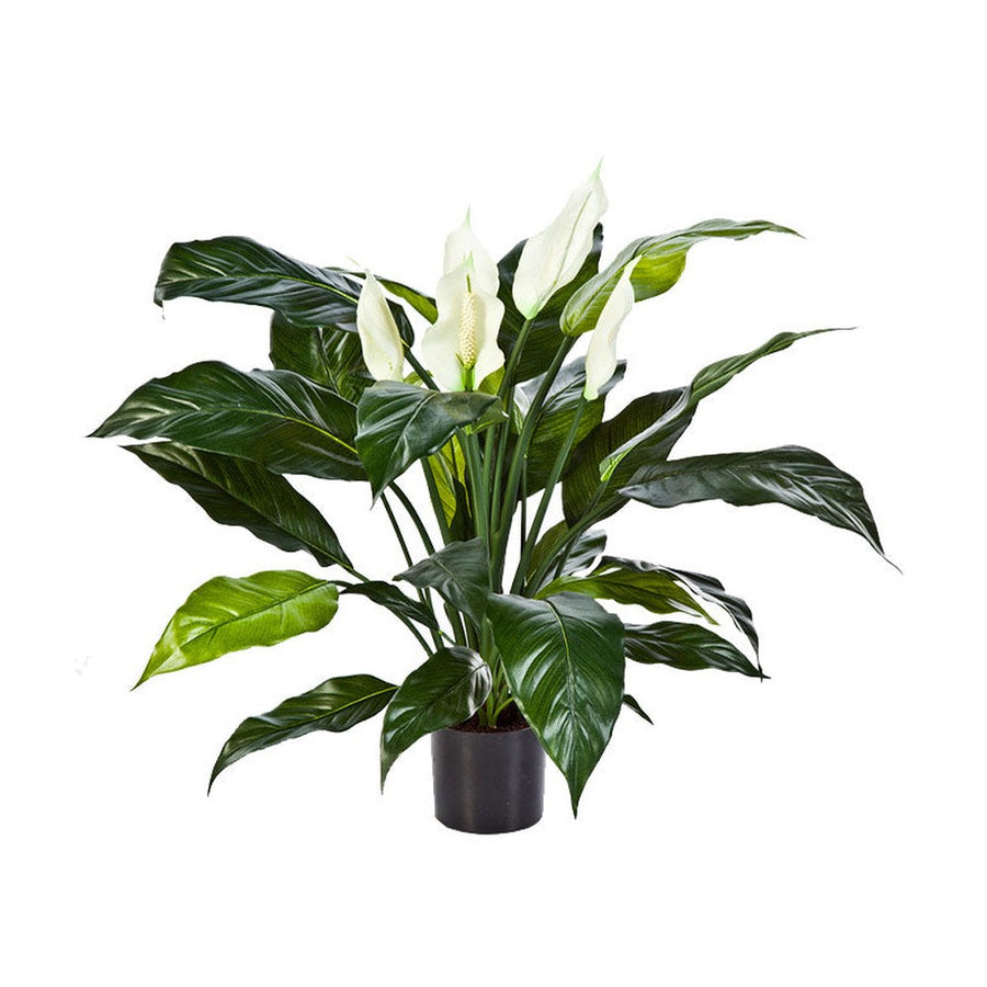 Krémszínű mű vitorlavirág, fekete műanyag cserépben.