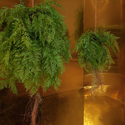 Függeszthető kialakítású, páfránylabda műnövény.