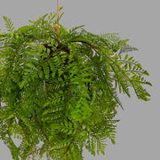 Függeszthető kialakítású, páfránylabda műnövény.