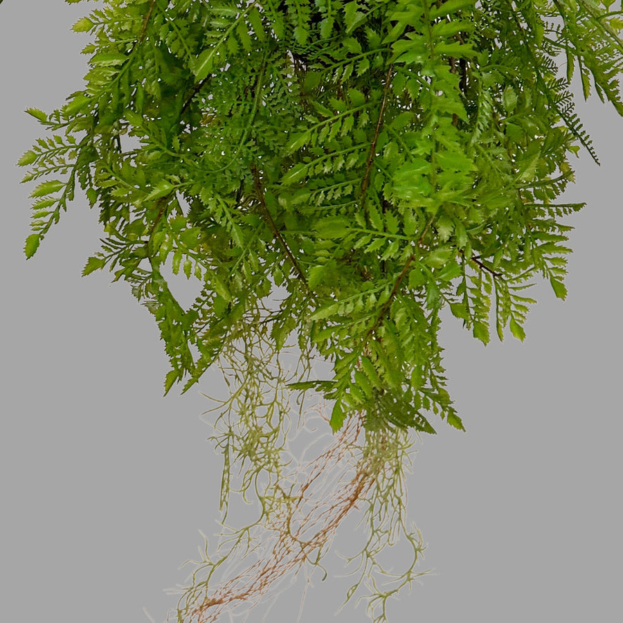 Függeszthető kialakítású, páfránylabda műnövény.