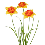 Narancssárga színű, vad nárcisz művirág.