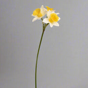 Sárga színű, nárcisz művirág.