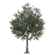 Extra dús lombkoronával kialakított mű olajfa.