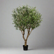 Mű olajfa fekete kaspóban.