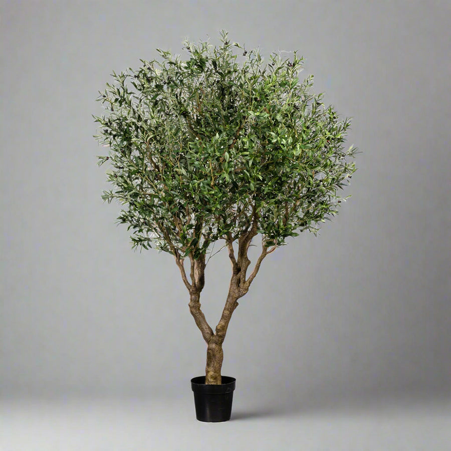 Mű olajfa fekete kaspóban.