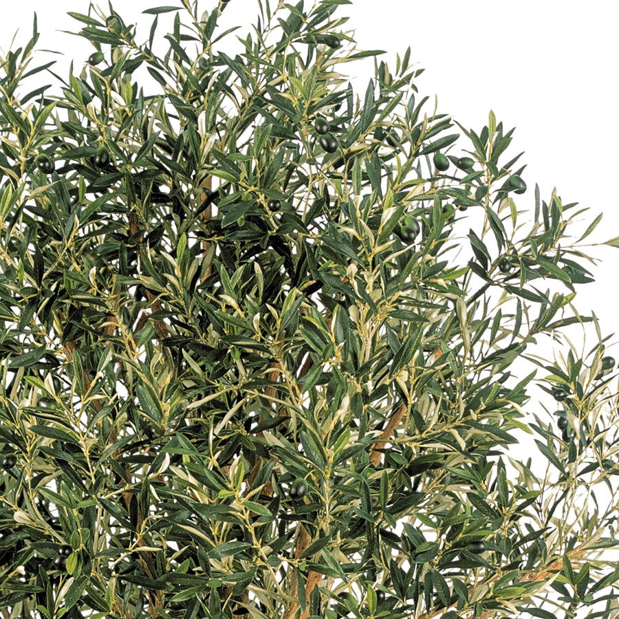 OLEA mű olajfa levelei és apró olajbogyói közelről, realisztikus zöld árnyalatokkal és természetes textúrával.