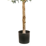 Az OLEA zöld mű olajfa stabil fekete kaspója és valódi fából készült törzse közelről.