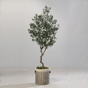 Prémium minőségű mű olajfa 220 cm magasan, természetes hatású törzzsel.