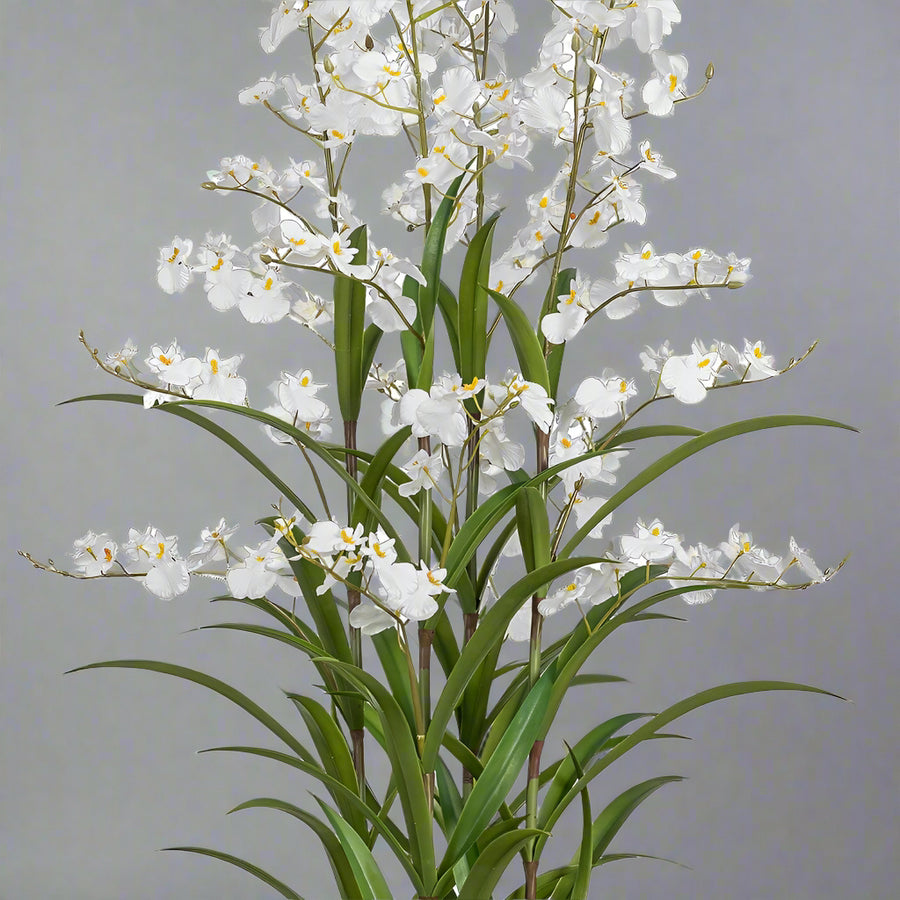 ONCIDIUM orchidea részletes virág- és levélábrázolással