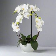 Modern kerámia kaspóban elhelyezett fehér mű orchidea