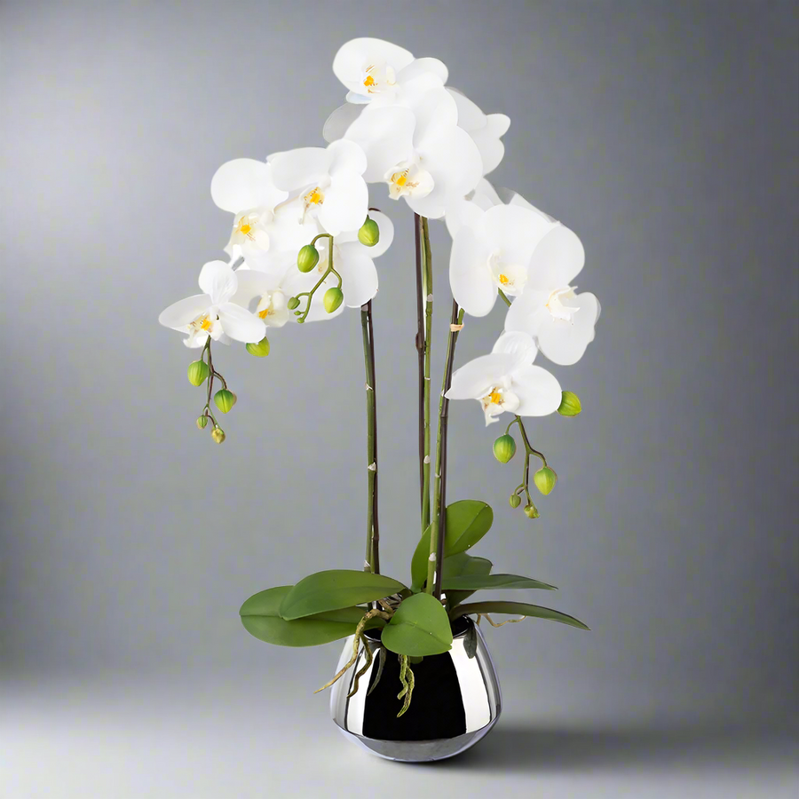 Fehér cserepes mű orchidea 55 cm magas, fényes ezüst kaspóban.