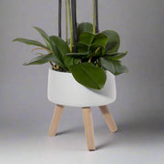 75 cm magas fehér orchidea virágzó ágakkal és zöld levelekkel