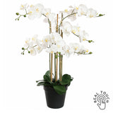 Élethű fehér színű Real Touch mű orchidea fekete cserépben, 90 cm magas, több virágszárral és gazdag virágzattal.