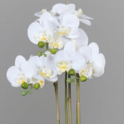 Élethű fehér orchidea virágok részletgazdag kidolgozással