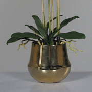 Élethű fehér orchidea elegáns aranyszínű kaspóban, modern stílusban