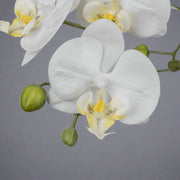 Közelről készült kép Real Touch fehér mű orchidea virágról és bimbóról.