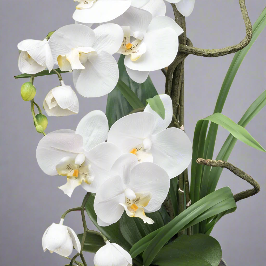 Részletgazdagon kidolgozott fehér orchidea virágok közelről.