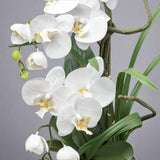 Részletgazdagon kidolgozott fehér orchidea virágok közelről.