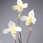 Real Touch fehér papucsorchidea virágok közelről.