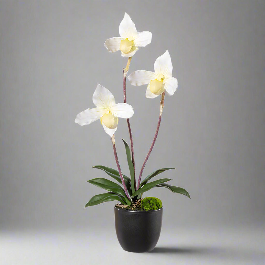 45 cm magas fehér mű papucsorchidea Real Touch virágokkal fekete kaspóban.