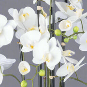Real Touch fehér mű orchidea szirmok részletfotón.