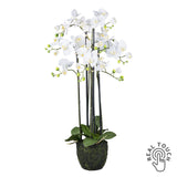93 cm magas fehér mű orchidea földlabdában, Real Touch virágokkal.