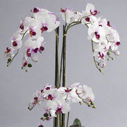 Közelkép a lilásfehér mű orchidea gazdag virágzatáról Real Touch hatással.