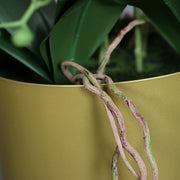 Részletkép a zöld levelekről és a kaspón leomló léggyökerekről.