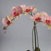 Kokedama stílusú mű orchidea élethű virágokkal és gyökerekkel