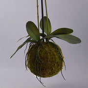 Real touch hatású, burgundi színárnyalatú mű orchidea mohalabdában