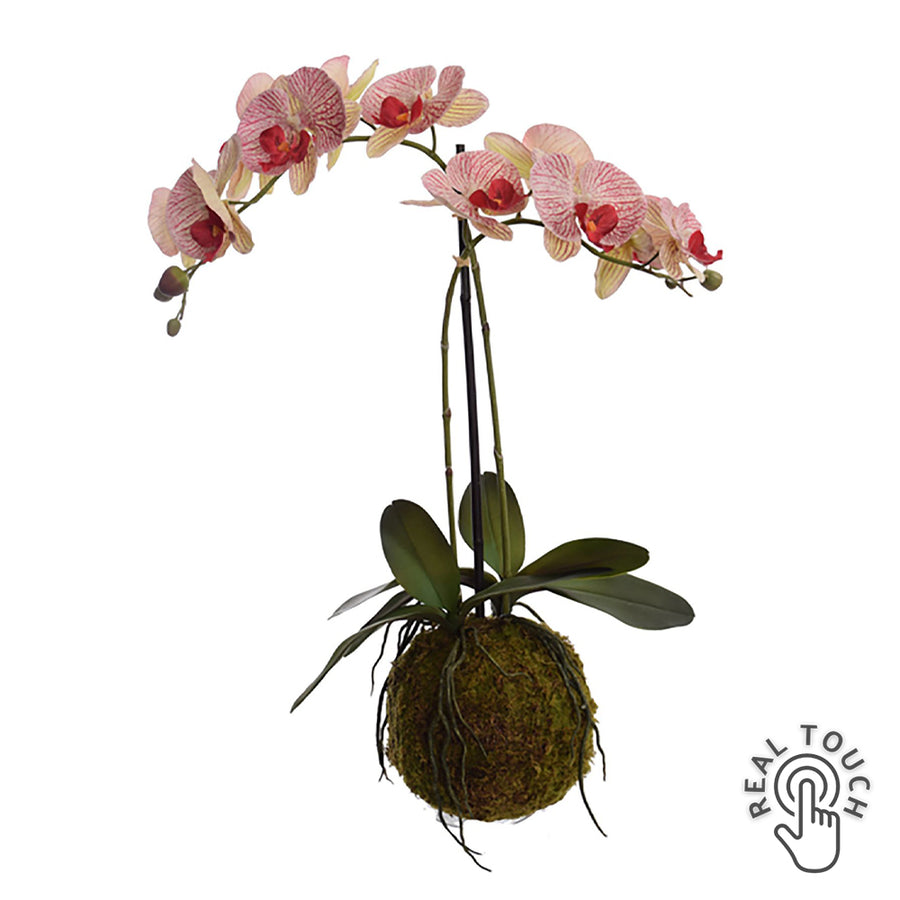 Mohalabdás cirmos mű orchidea 70 cm magas, burgundi-zöld virágokkal