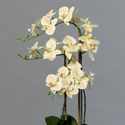 Élethű púderszínű orchidea virágok közelről, részletgazdag kidolgozással